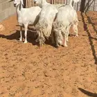 للبيع غنم حريات