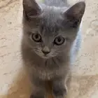 قطط عمرها شهرين للبيع