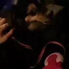 كلب شيواوا