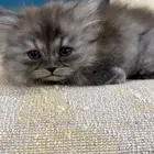 قطة همالايا للبيع