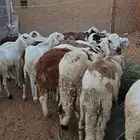 سواكني تربيه خمسه شهور