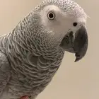 ببغاء