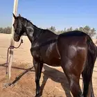 فرس انقليزيه