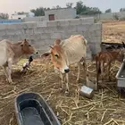 بقر مناتيج