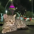 قطوه شرازي عمره شهرين ونص