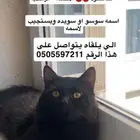 قط مفقود الاحساء - الراشديه