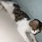 تبني قطط
