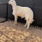 بيع مشروع فحل