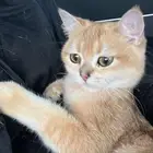 قطه سكوتش للتبني