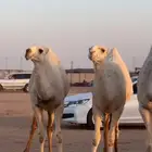 بكار للبيع