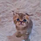 كتن سكوتش هملايا
