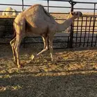 قعود عمره 8 شهور شرق الصرار