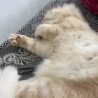شيرازي