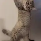 قطة انثى نوع شيرازي