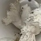 حمام رقص وفرخه
