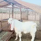 مشروع فحل هولندي