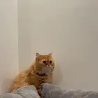 قط شيرازي