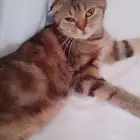 قطه سكوتش للتبني معها اغراضها