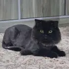 قط شيرازي للتبني
