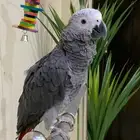 فرخ كاسكو