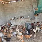صوص فروخ دجاج بلدي وفيومي العمر فوق الشهرين