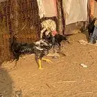 اثنين مداييك باكستاني سندي اصيل