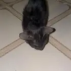 قط ضايع