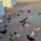 دجاج فيومي وبلدي بشاير وديكه