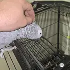 ببغاء كاسكو هدد متكلم