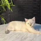 للبيع انثى سكوتش فولد برتش هجين بسعر رمزي