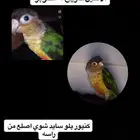 كنيور يلو سايد مفقود (ضايع ) في جدة