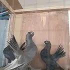 كرنقو والاسكا تم البيييع