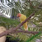 طير مفقود في حي الواسط