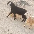 تيس عرضي طيب بالحيل