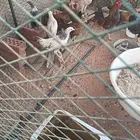 دجاج المزاحميه
