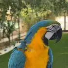 للبيع ببغاء مكاو بلو اند قولد