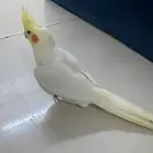كروان بلاتينو
