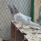 حمام باكستاني
