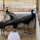 طاووس طقم ذكر مع انثتين
