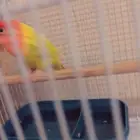 انثى روز منتجه للبيع حجم سوبر جابو ماشاءالله منتجه