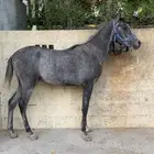 مهر شعبي