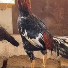 العنوان صبيا. الرونه