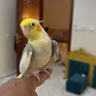 طير كروان وطيور الحب