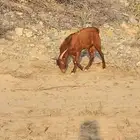 تيش ثني تم البيع