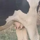 بقر هولنديه للبيع عدد 3 وحسيل