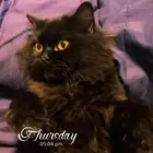 قط شيرازي للتبني