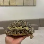 للبيع سلحفاه النمريه