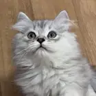 قطط سكوتش بريتش