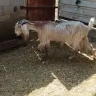 عنز صافه جرمها طيب دفيع شرط بالأحساء