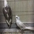 الشرقيه